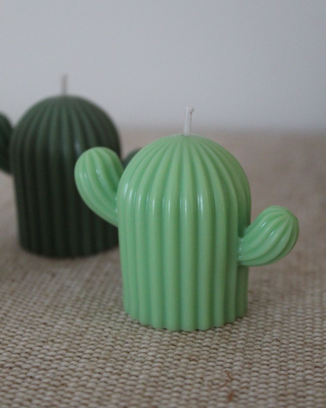 Set cactus decorativos y aromáticos