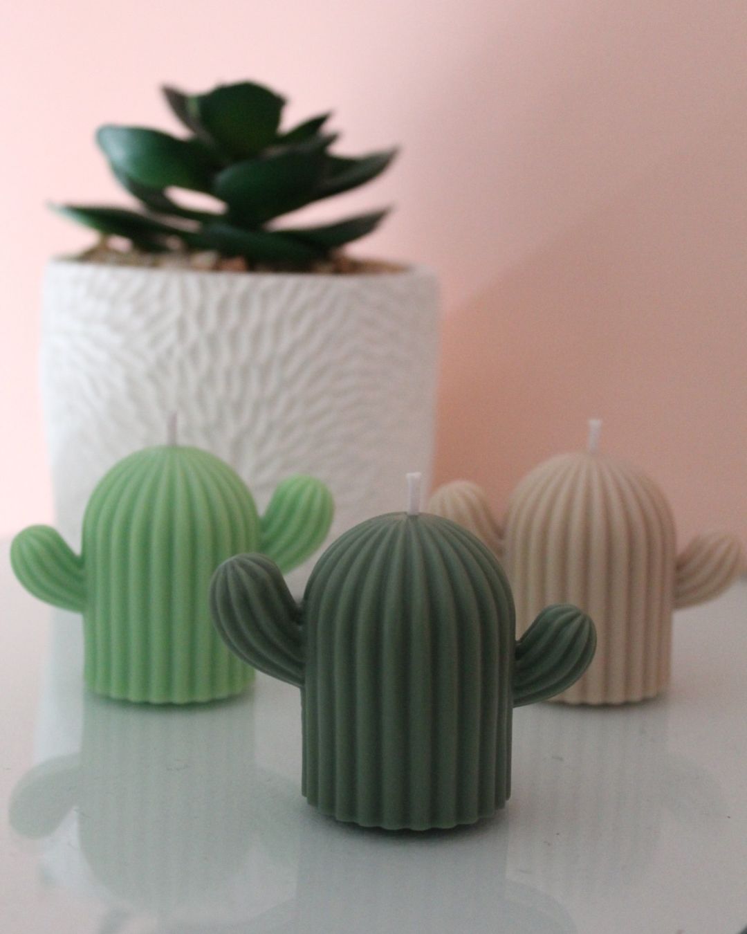 Set cactus decorativos y aromáticos