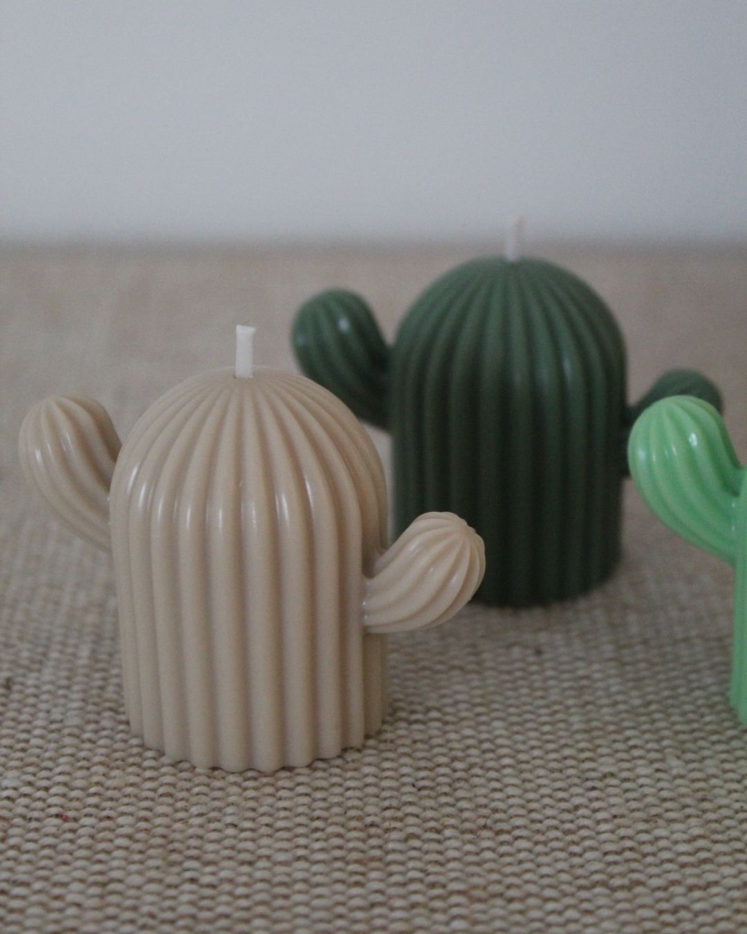 Set cactus decorativos y aromáticos