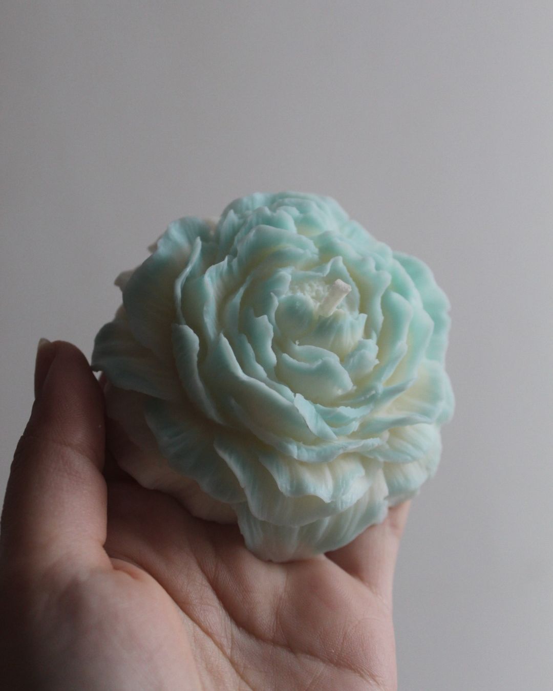 Peonia decorativa y aromática